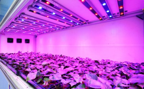 Đèn LED cây trồng