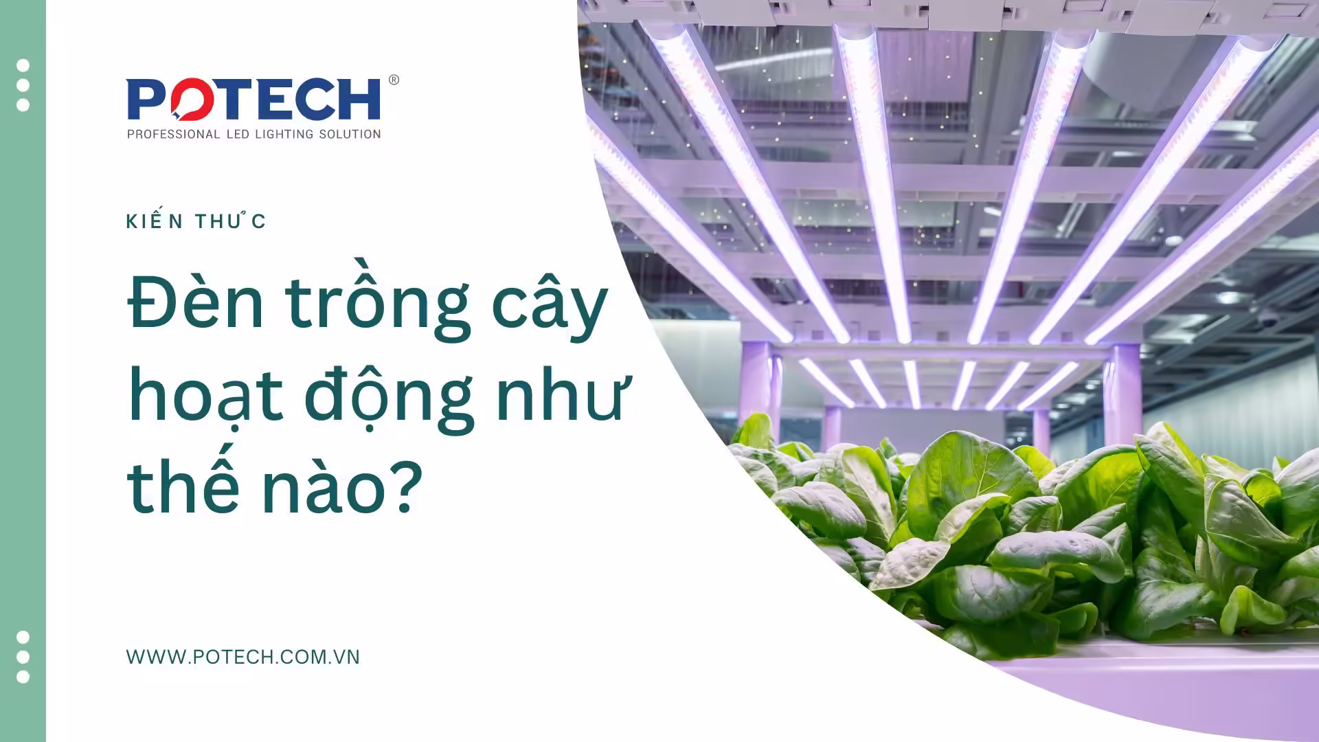 Đèn trồng cây hoạt động như thế nào?