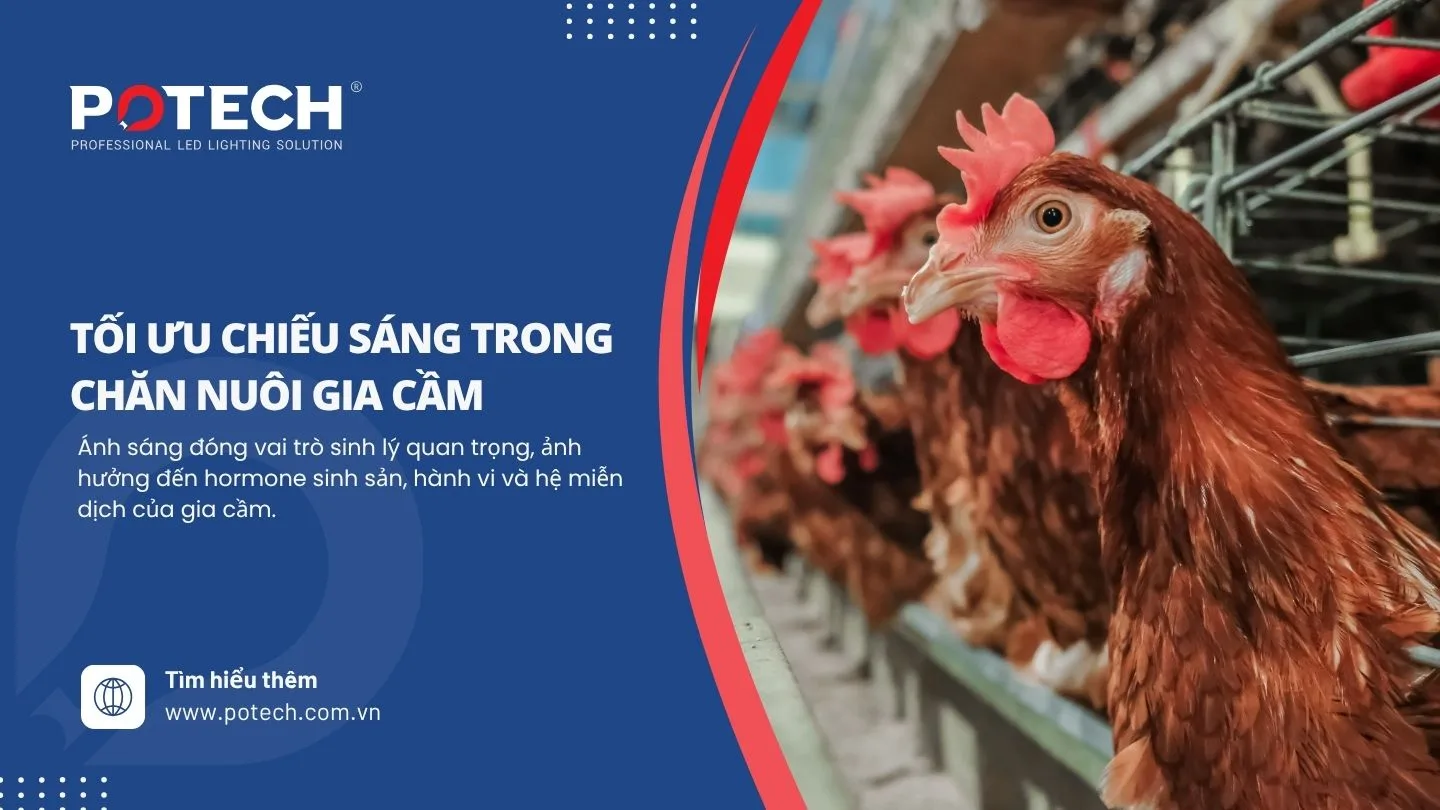 Tối ưu chiếu sáng trong chăn nuôi gia cầm: Tác động, lợi ích và giải pháp