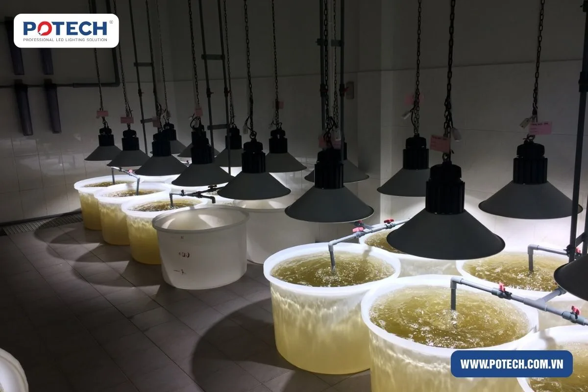 Đèn LED nhà xưởng có chống nước không? Giải mã tiêu chuẩn IP, IK và giải pháp bền bỉ